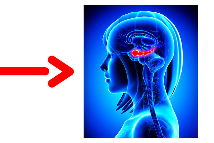 râler effet sur l'hippocampe