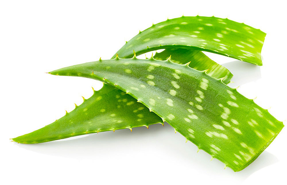Gel d'aloe vera
