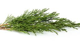 huile essentielle de bois de cèdre