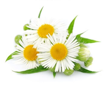 huile essentielle de camomille romaine