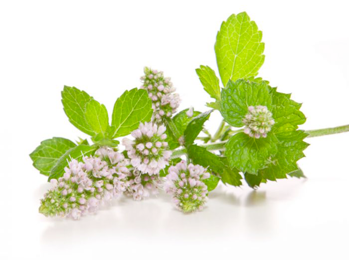 huile essentielle de menthe poivrée