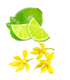 synergie ylang-ylang citron vert