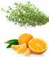 synergie thym mandarine