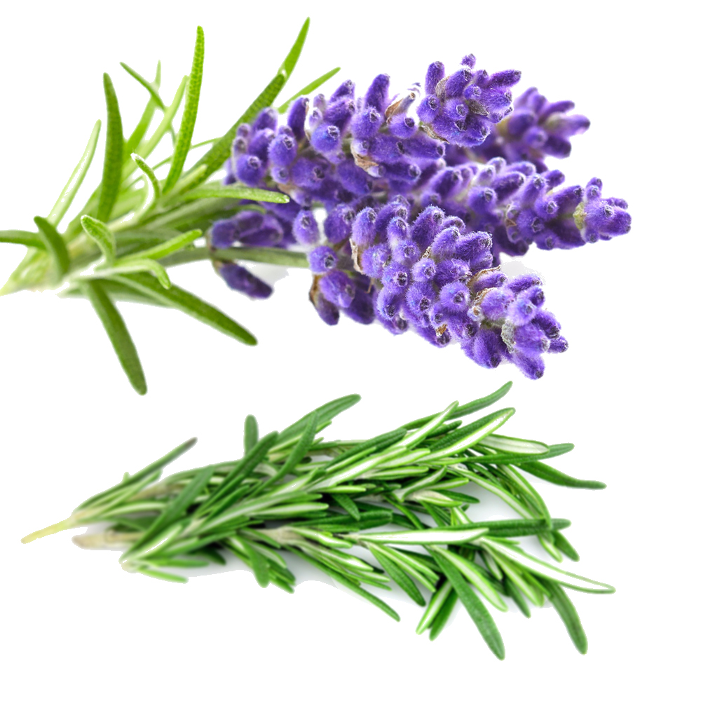 plantes pour la pousse des cheveux