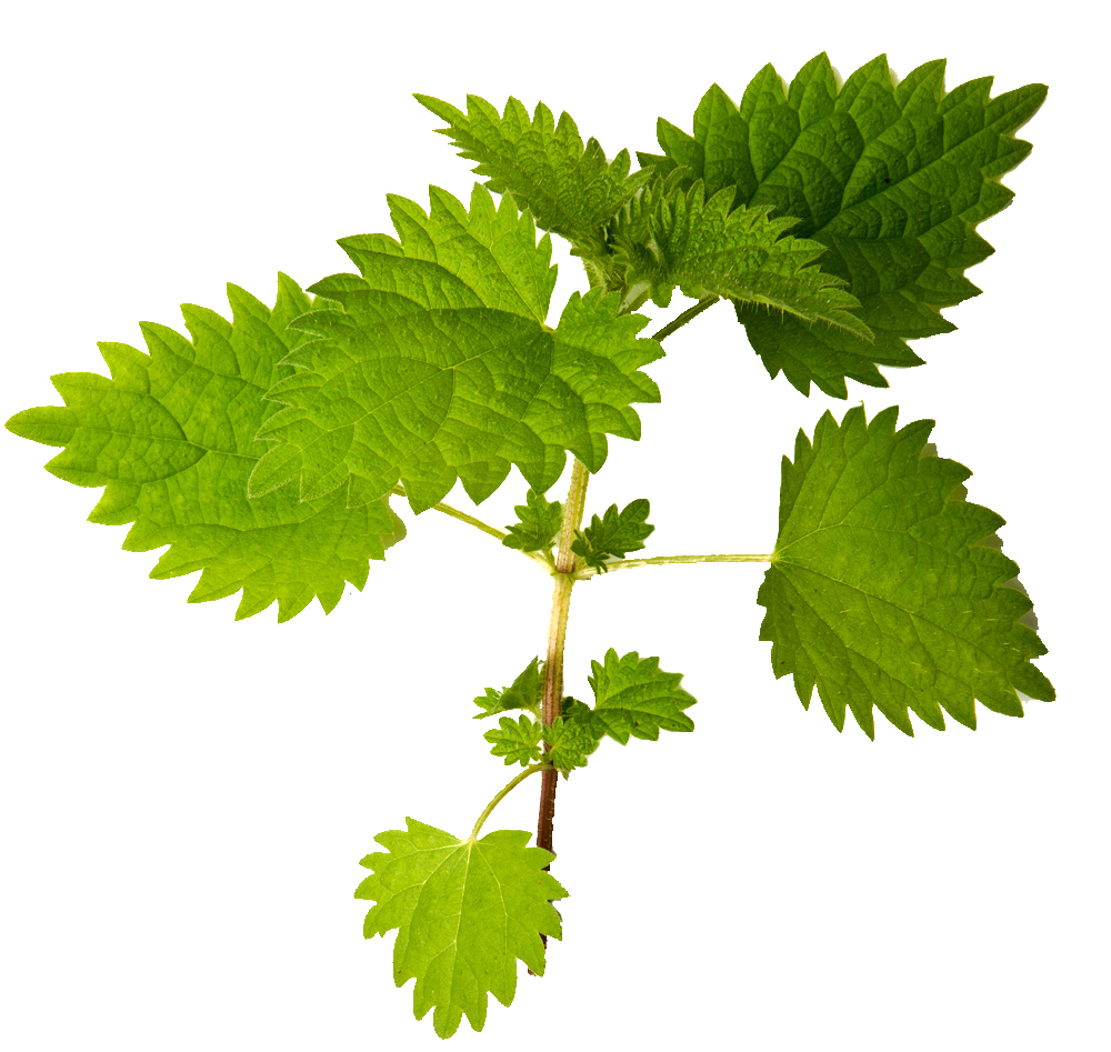 L'ortie, pour des cheveux plus forts